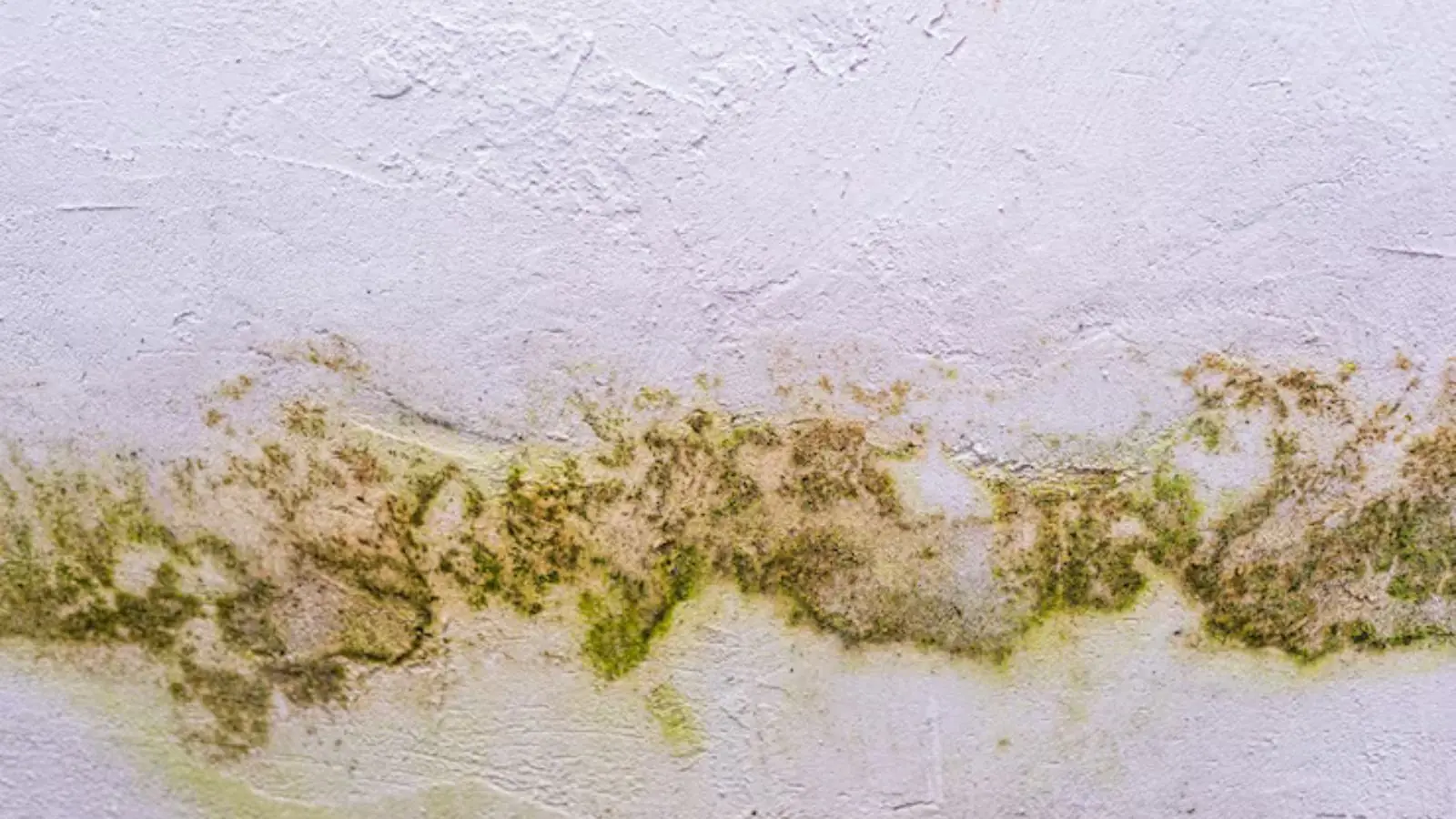 Green and yellow mold growth in a line along a painted wall