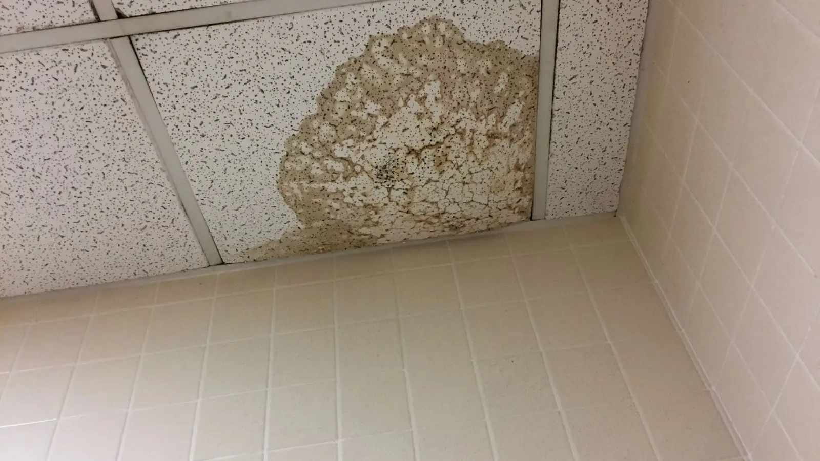 Brown water stain and peeling paint on a ceiling tile area