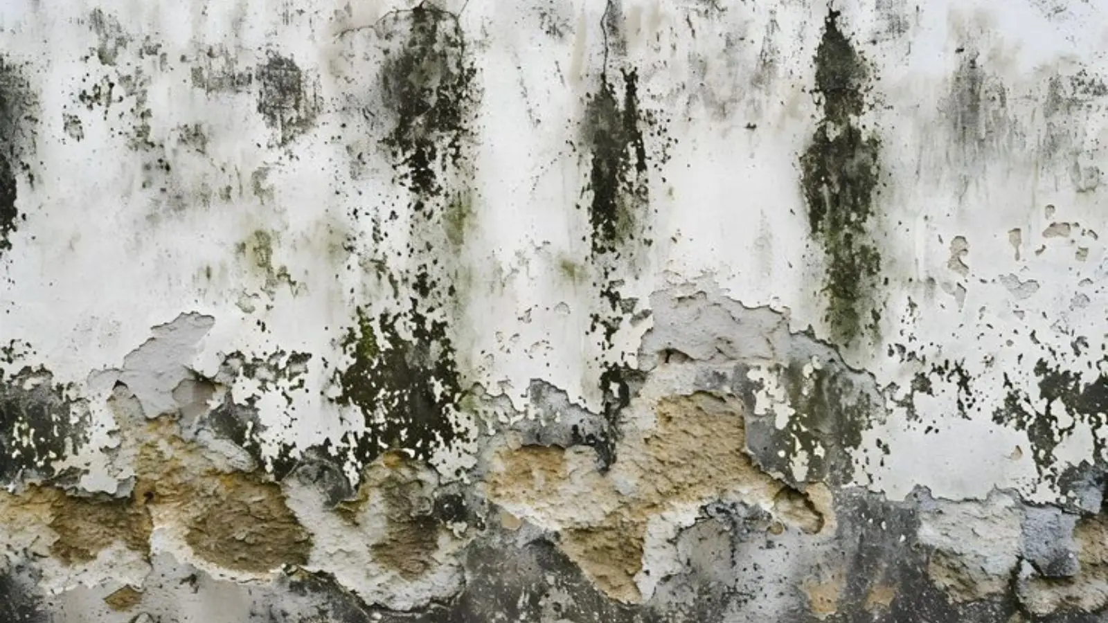 Heavy dark mold growth across a peeling wall