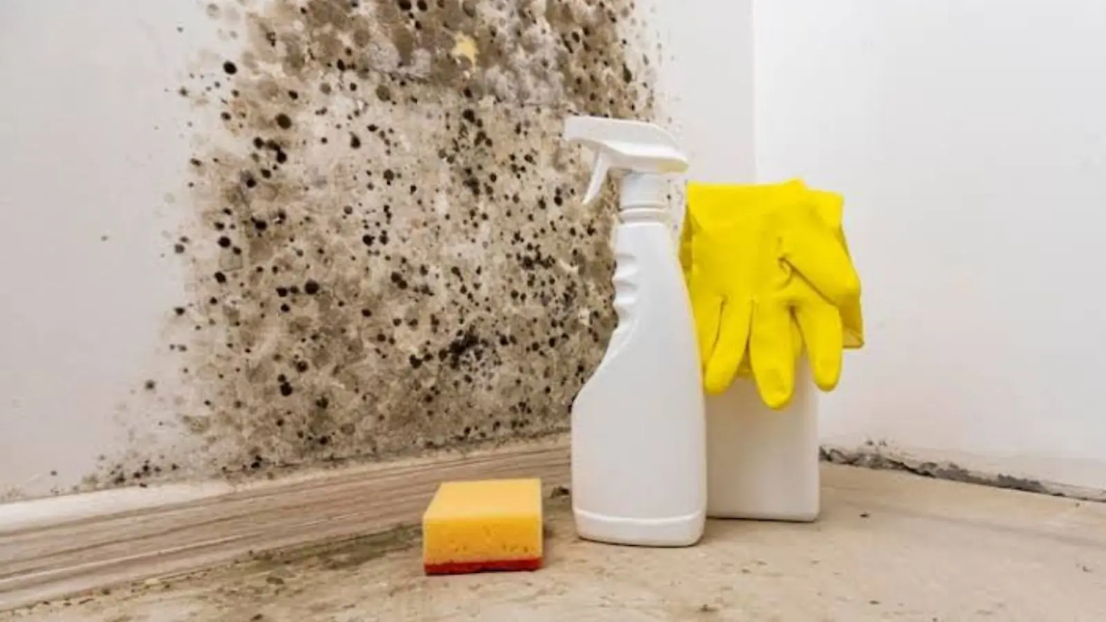 Cleaning spray bottle and gloves beside black mold in a room corner